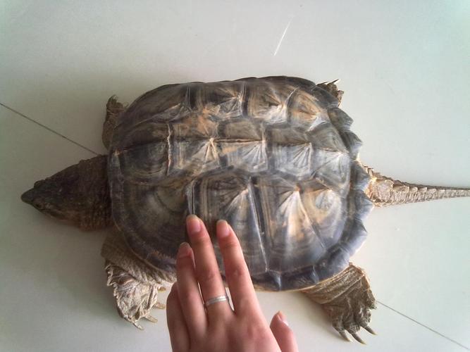 这个山龟叫什么吃什么东西球高手指教