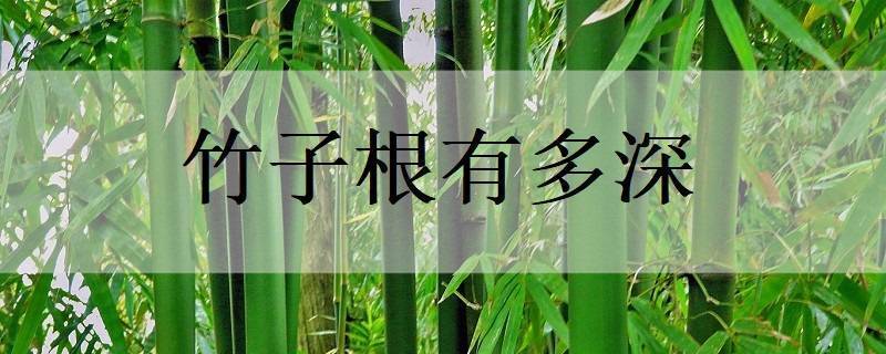 竹子是我们都比较熟悉的植物