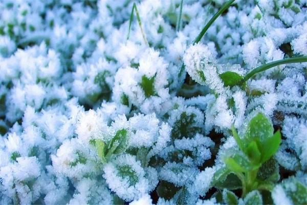 植物过冬的方式是什么如果它在家里是装饰性的大多数植物在冬天搬到