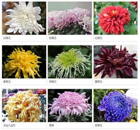 菊花有多少品种