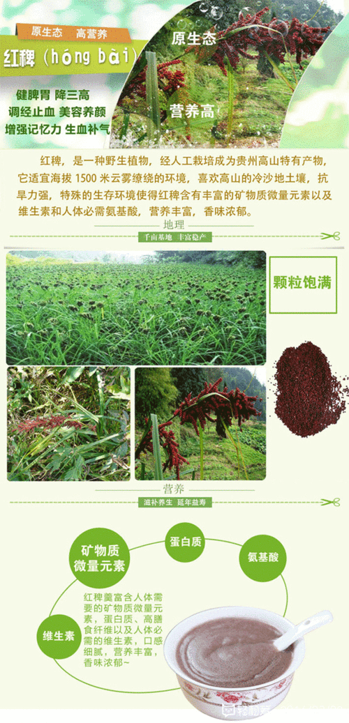 红稗羹来自贵州苗家族群特有的一种农耕作物