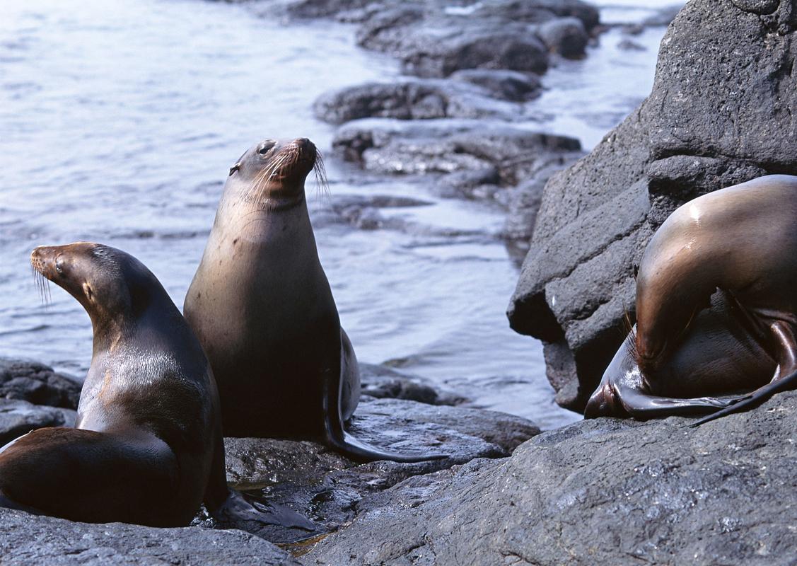 海豹是肉食性海洋动物哺乳动物胎生.