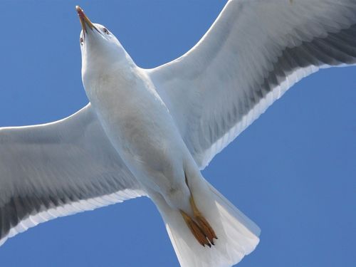 鸟海鸥扇动翅膀