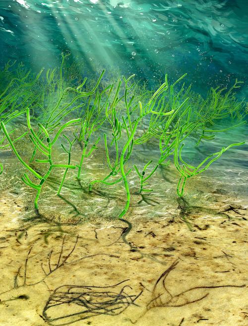 科学家用显微镜揭开一种古老海藻的秘密