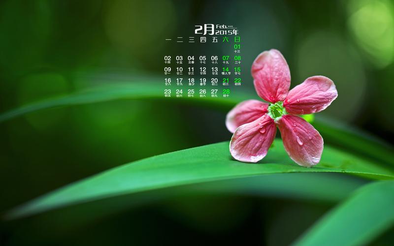 日历壁纸清新护眼的绿色植物花卉高清唯美意境图片下载2