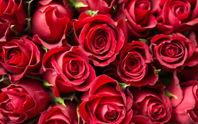 红玫瑰许多花浪漫
