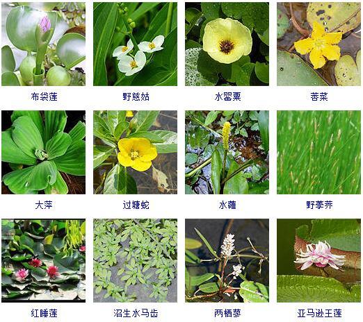 水生植物有哪些水生植物图片及名称分类综合