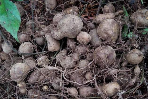 一种叫土老鼠的植物农村常见其实是名贵药材一斤上百元
