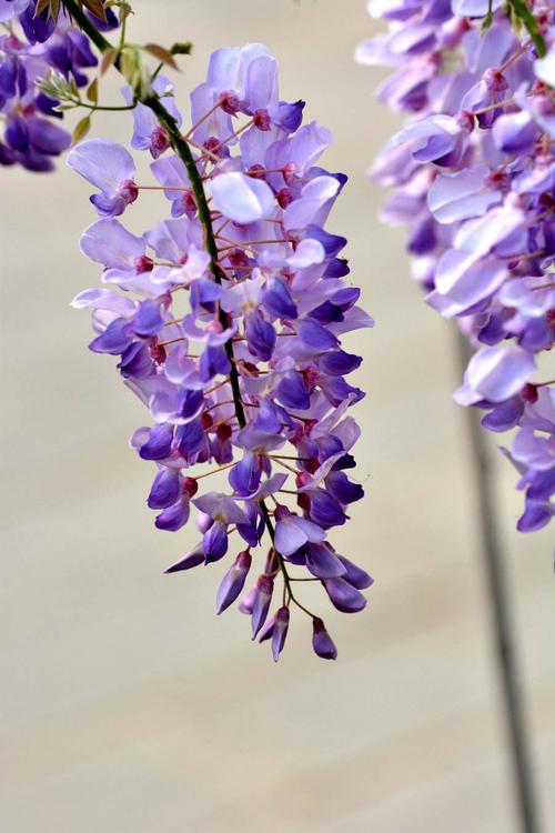 紫藤为暖带及温带植物对生长环境的适应性强.