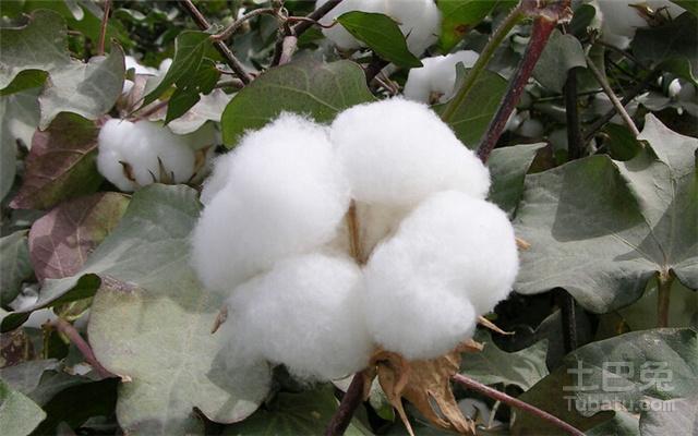 棉花图片及用途介绍山草香