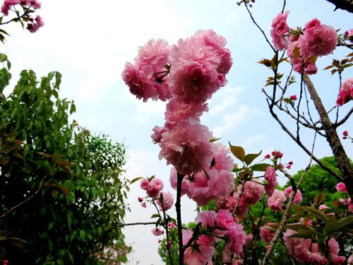 樱花的花瓣分单瓣和重瓣两种一般单瓣花能结果樱桃重瓣花不结果