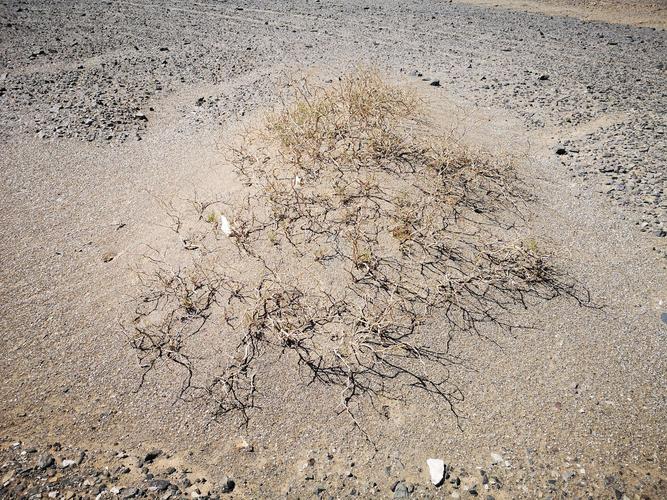 这是戈壁滩上偶尔可见的植物像树枝一样干干的亳无生气
