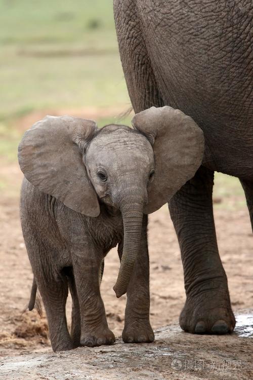 非洲大象宝宝