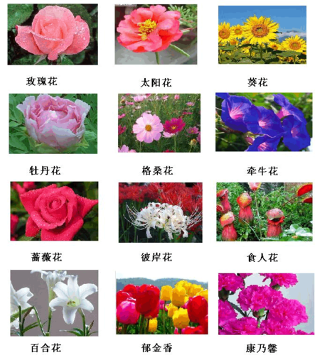 各种花卉的图案和名称