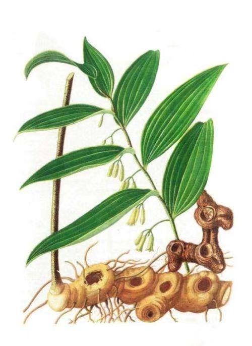 姜型黄精山姜仙人余粮是天门冬科黄精属多年生草本植物