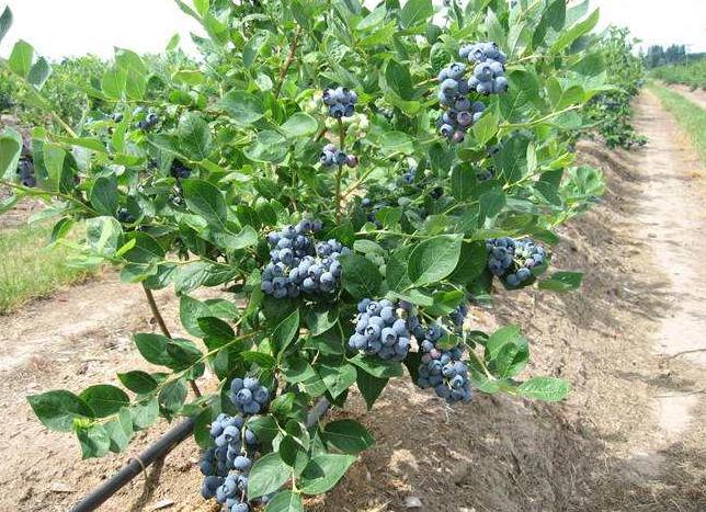 蓝莓苗种植技术蓝莓苗真假鉴别