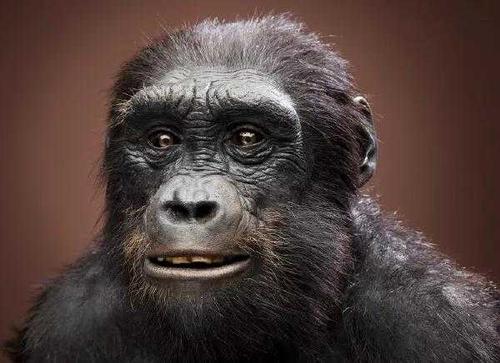 这是最古老的人属祖先乍得人猿