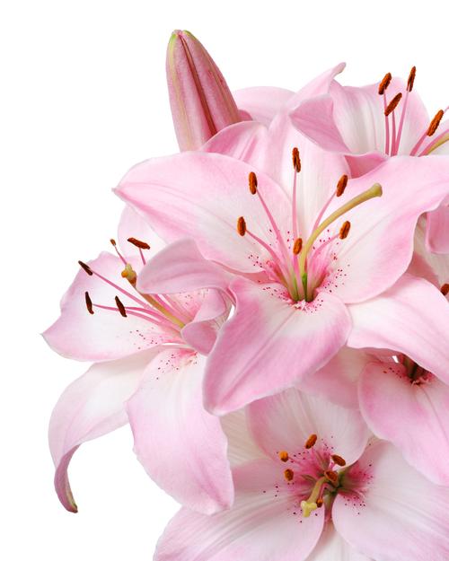 花朵花的特写百合花植物花卉粉色的百合花图片