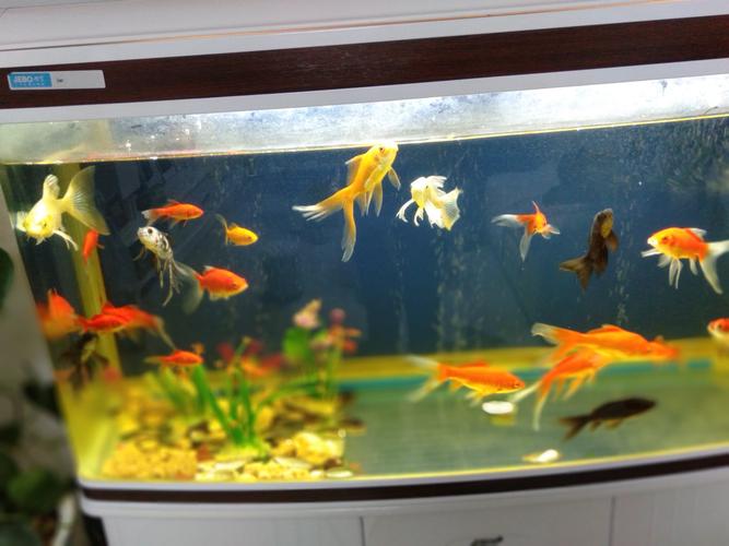 在家里的鱼缸中养一群五颜六色的宠物鱼第一感觉真漂亮给人的感觉太