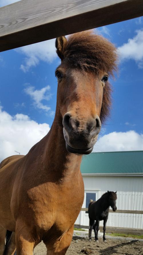 骏马马术马冰岛马赛事马动物纯洁血统的冰岛马图片