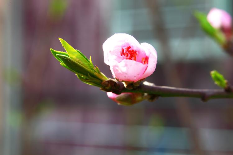 桃花为中国传统的园林花木树态优美枝干扶疏花朵丰腴色彩艳丽为