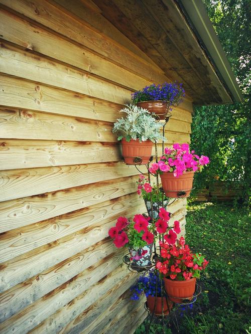 木屋外墙上挂着的花