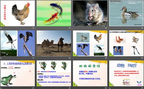 动物的特征多种多样的动物ppt课件2