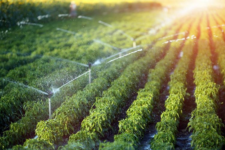 灌溉系统的功能给农业植物浇水