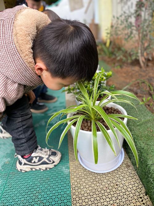 教师带领幼儿开展认识植物的活动与宝贝们一起观察植物特征菱解