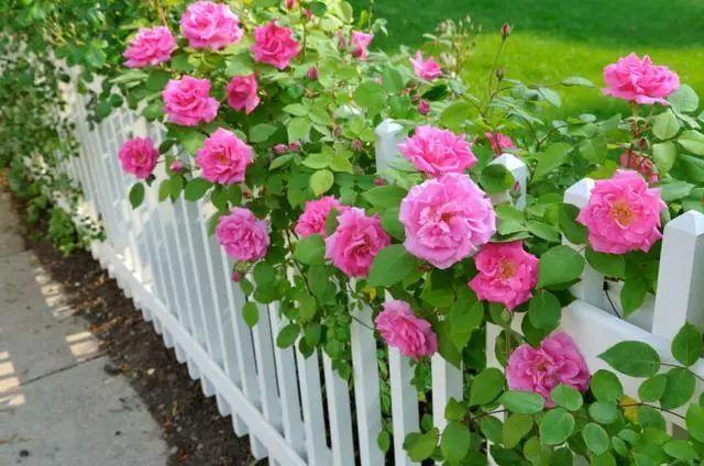 院子里的栅栏围墙边你会种上哪些花卉看别人家的院子