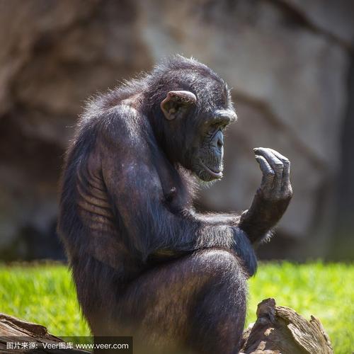 黑猩猩属注视镜头动物手猴子可爱的