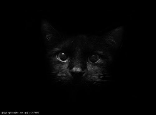 关键词黑色猫咪