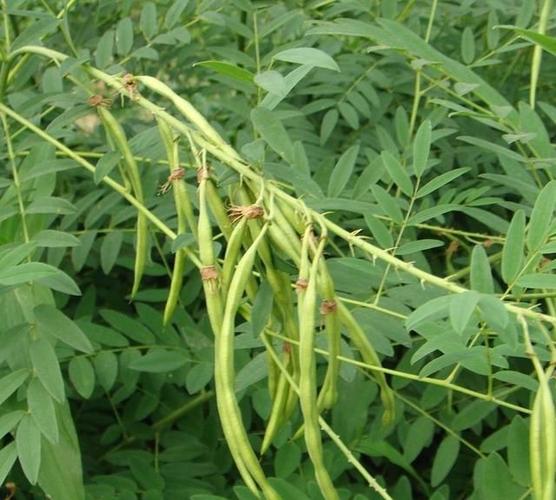 二苦参的用途第一苦参的根种子和全草在中医上可药用根含有苦参碱