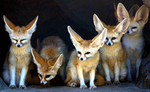 无人横图室外白天狐狸野生动物韩国一排整齐并排排列摄影