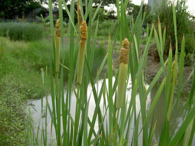 北京水生植物种苗