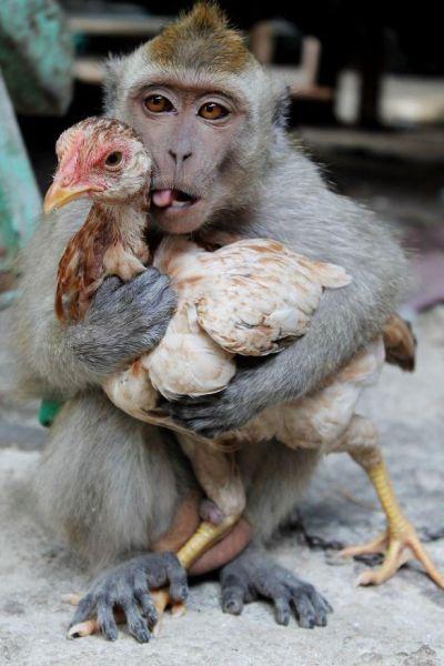 印尼闹市鸡与猴每日深情相拥图