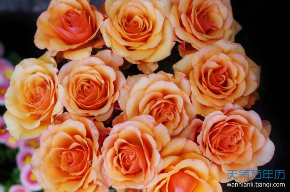 玫瑰花的花语和象征意义