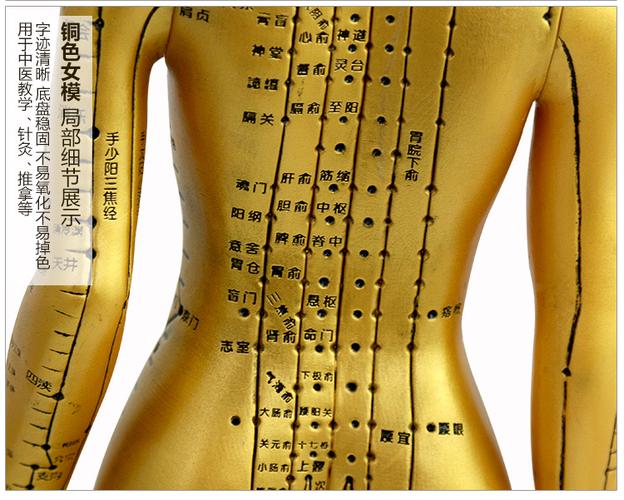 人体经络穴位模型中医用针灸铜色人女模男模可扎针