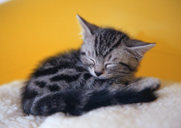 宠物猫睡觉小猫睡姿动物小猫睡姿图片