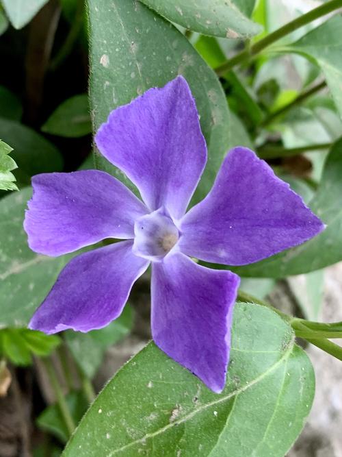蔓长春花有两个品种开紫色花为紫蔓开红色花为红蔓.