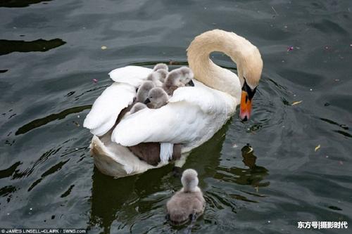 天鹅妈妈背载8只天鹅宝宝水中游羽翼下尽显动物界伟大母爱