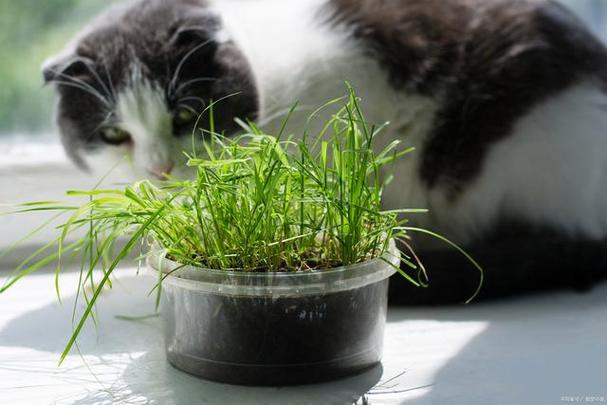 为什么猫爱吃草猫草是什么猫草有什么好处这些你都知道吗