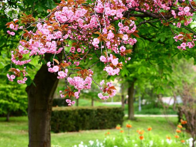 春天公园的树粉色的花朵盛开
