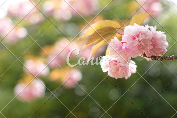 日本樱花背景植物户外粉色花春天花朵清新图片