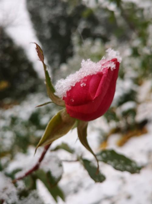 初冬的第一场雪给还来不及老去的月季花小菊花增添了姿色.
