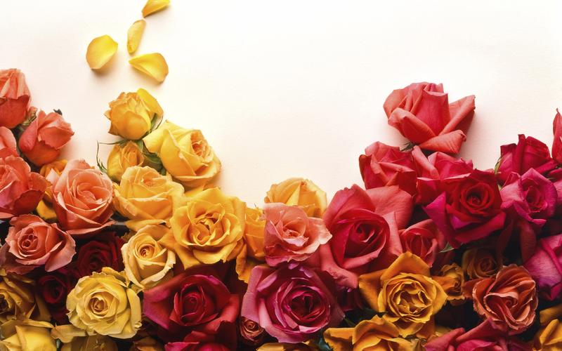 鲜花花朵玫瑰花的特写植物花卉优雅的玫瑰花图片