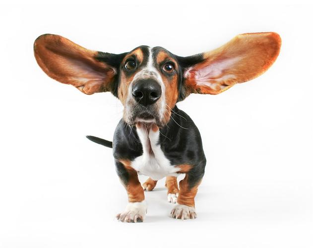 大耳朵迷你杜宾狗狗图片
