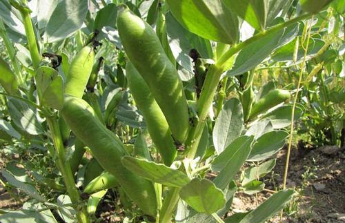 蚕豆别称罗汉豆胡豆南豆竖豆等豆科野豌豆属一年生草本植物
