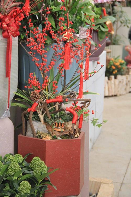 年宵花春节前推荐入手的8款年宵花卉尽在夏溪花木市场