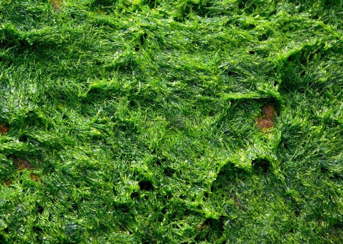 海藻藻类植物